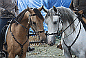 Paarden